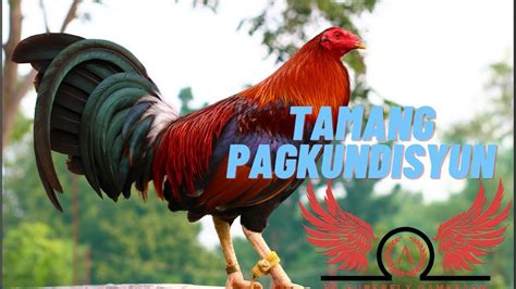 paano mag kondisyon ng manok panabong